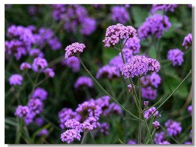 柳葉馬鞭草的生物學(xué)特性及其花海建植技術(shù)